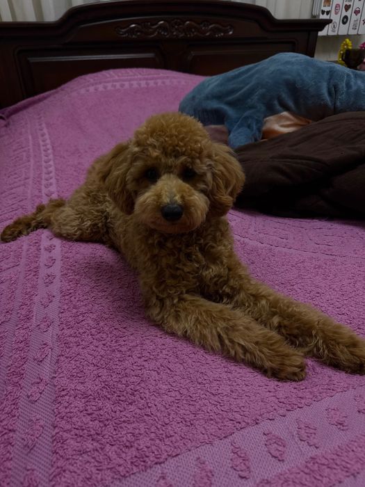 Мальтипу f2 7 місяців