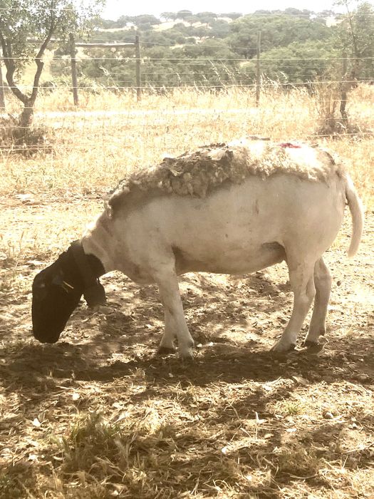 Raça Dorper: Vendemos  Borregos machos e femêas