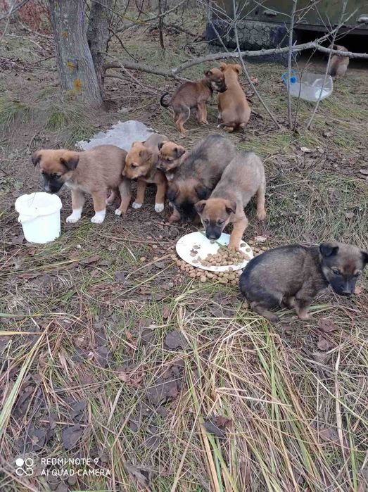 Цуценята шукають дім