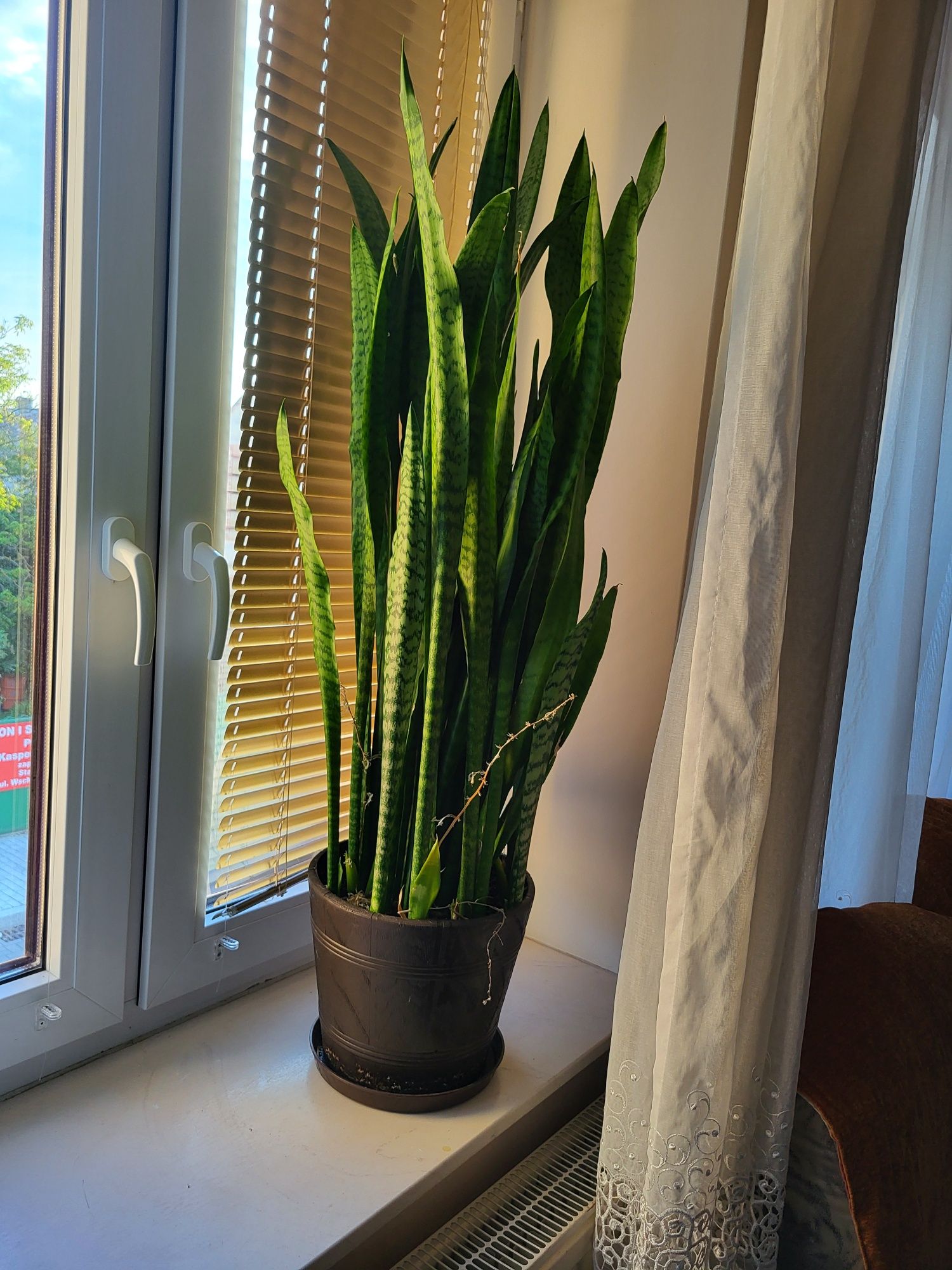 Sensiviera, wężownica 110 cm duża
