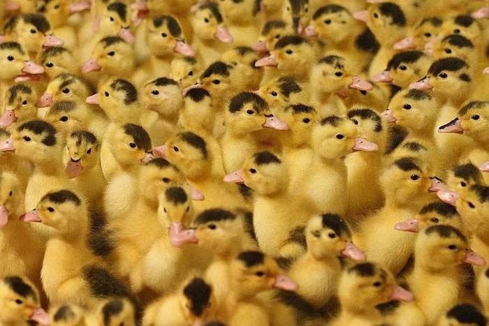 Продаю оптом та вроздріб добові курчата та каченята.