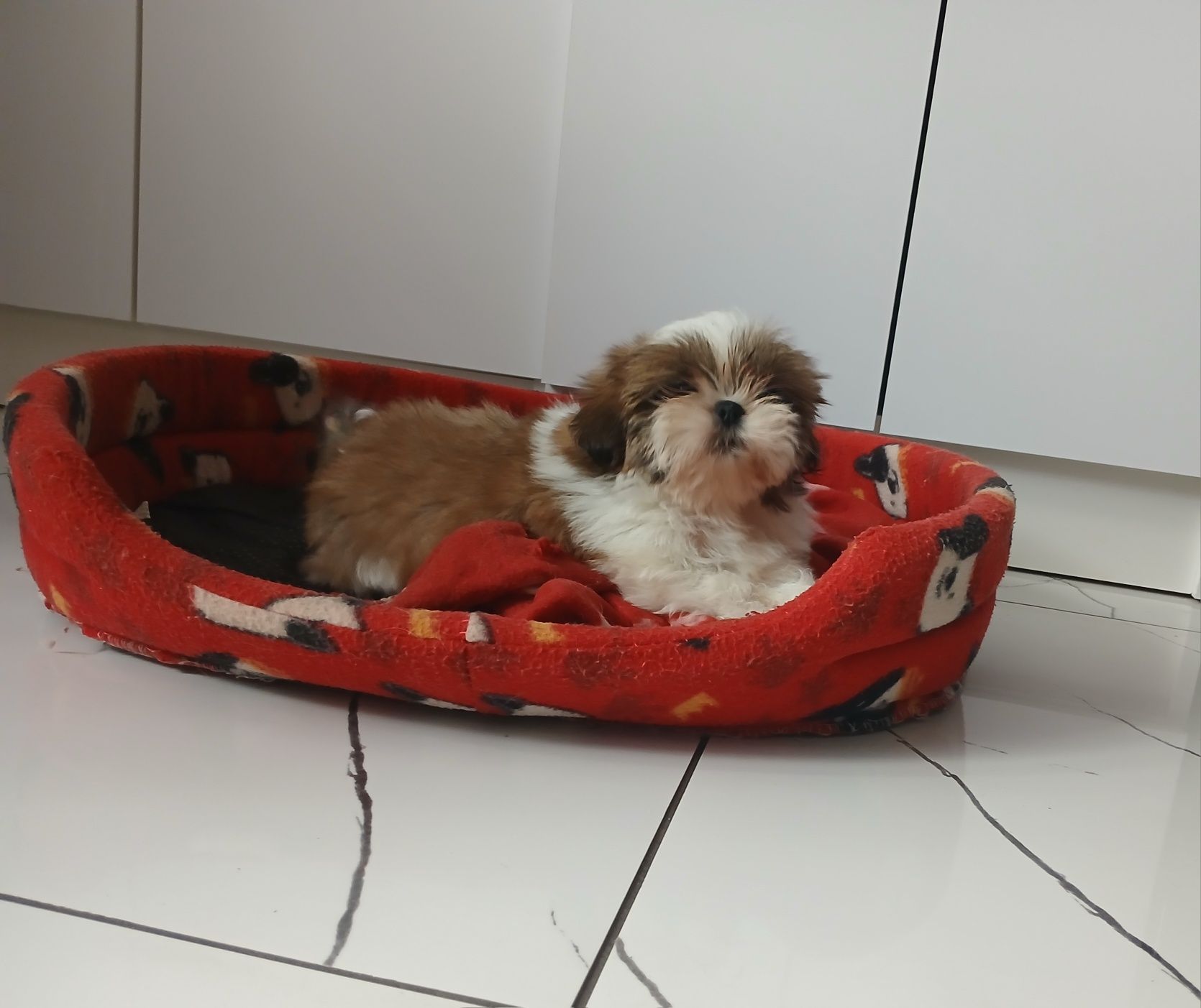 Shih-tzu z Rodowodem