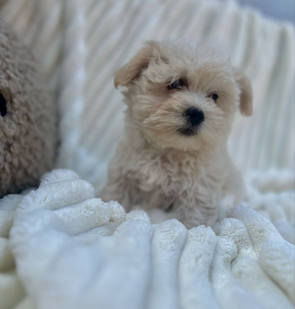 Hawańczyk -Havanese