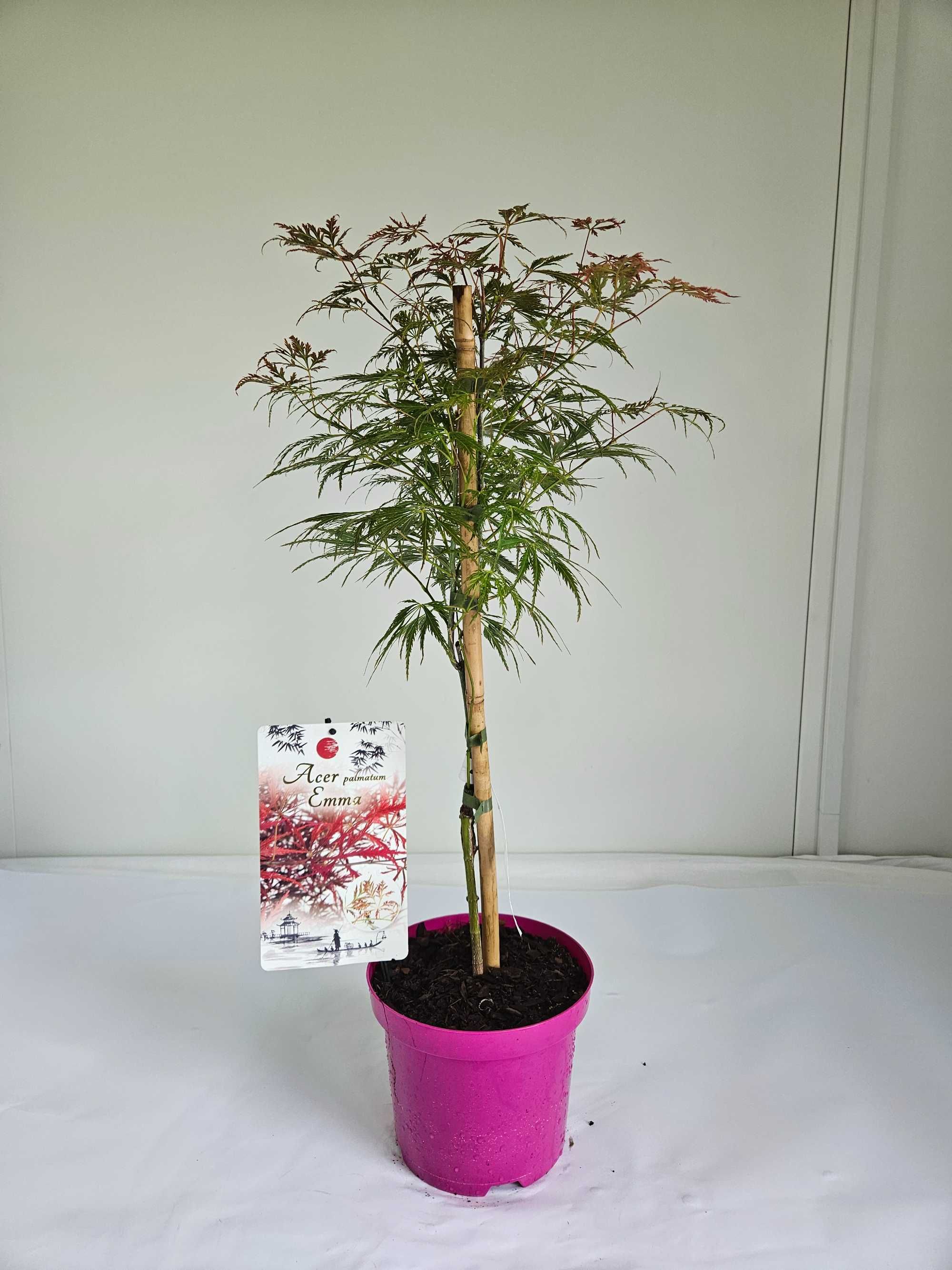 Klon Palmowy 'Emma' (Acer palmatum 'Emma')