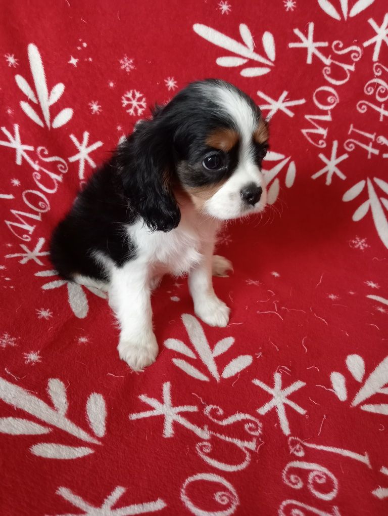 Sunia cavalier King Charles spaniel tricolor