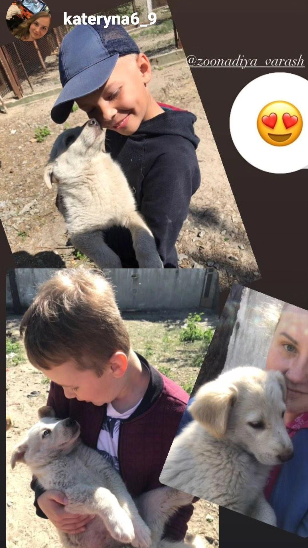 Цуцики в добрі руки