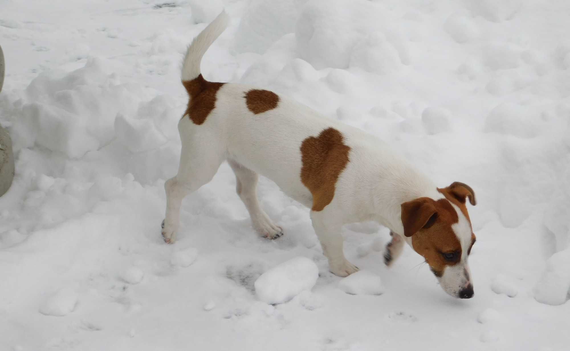 Niski Piesek Jack Russell Terrier / BREFIO po Championie