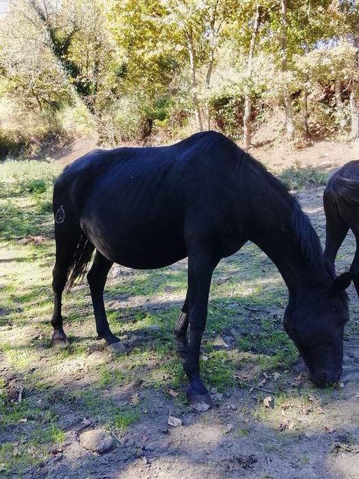 Égua Lusitana Preta