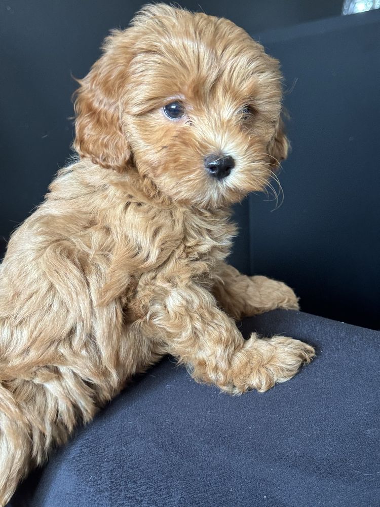 Cavapoo f1 B ostatni  piesek