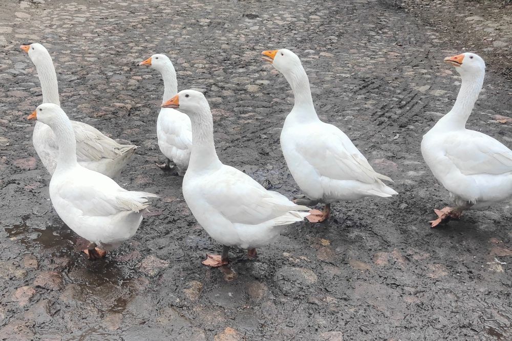 Sprzedam gesi, kaczki