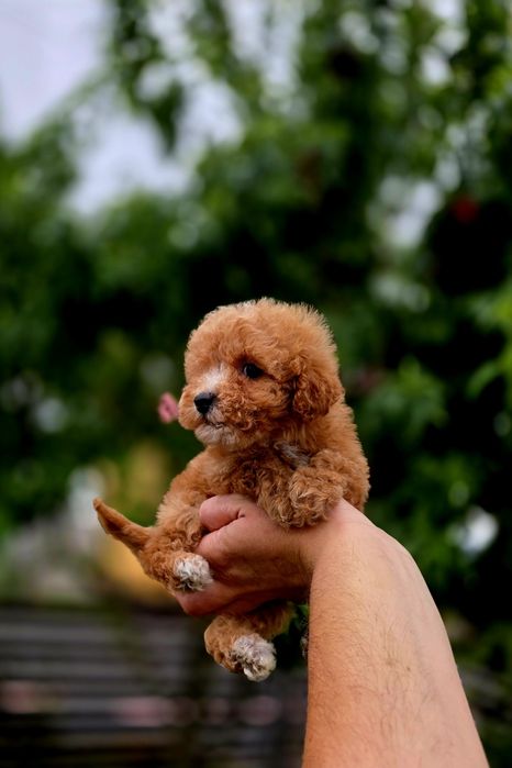 Bichpoo maltipoo f1b suczka