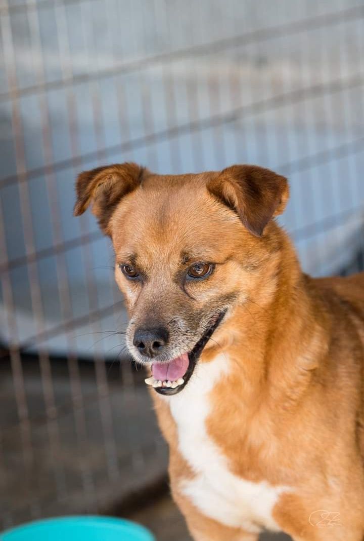 Dentuça- cachorro de porte pequeno para adoção