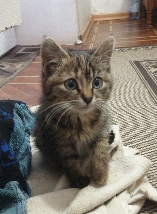 БЕЗКОШТОВНО віддам кицю в добрі руки