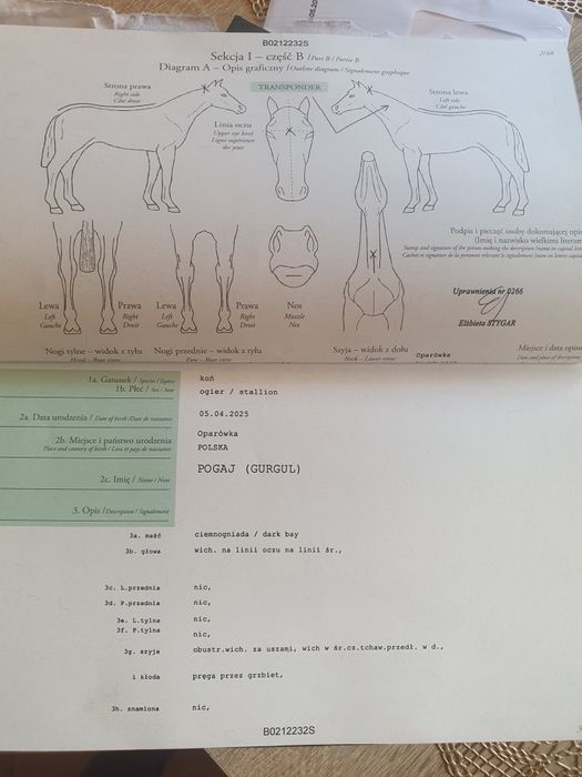 Ogierek huculski, hucuł sprzedam