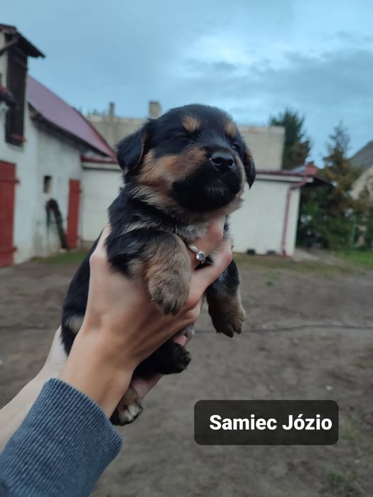 Szczeniaki do adopcji