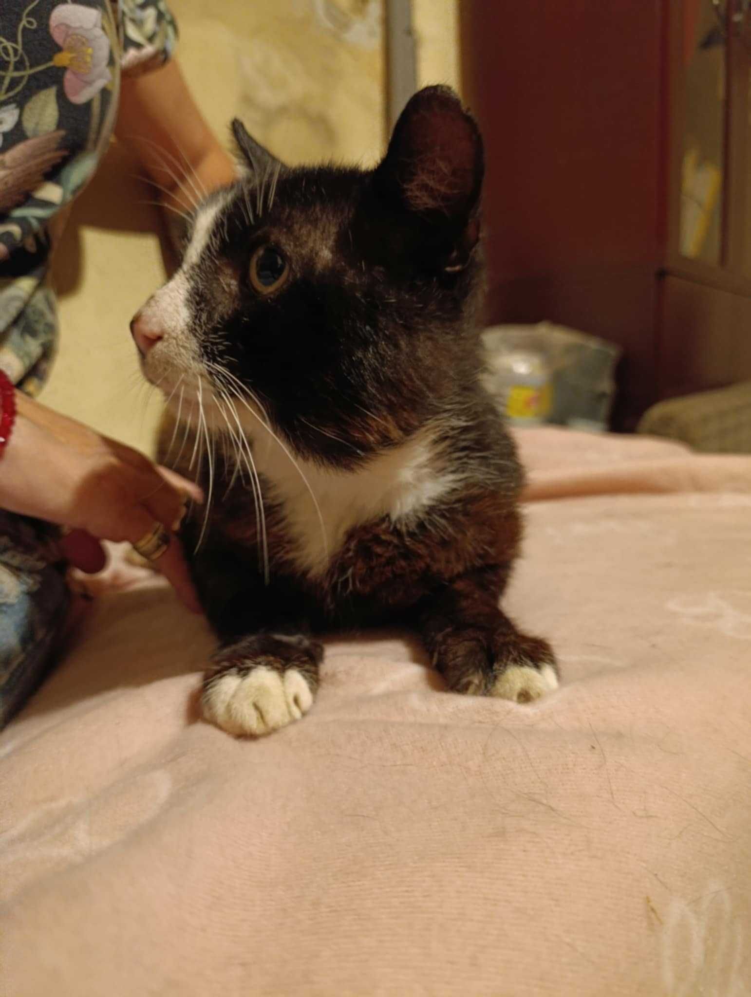 Kocurek 10 lat do pilnej adopcji