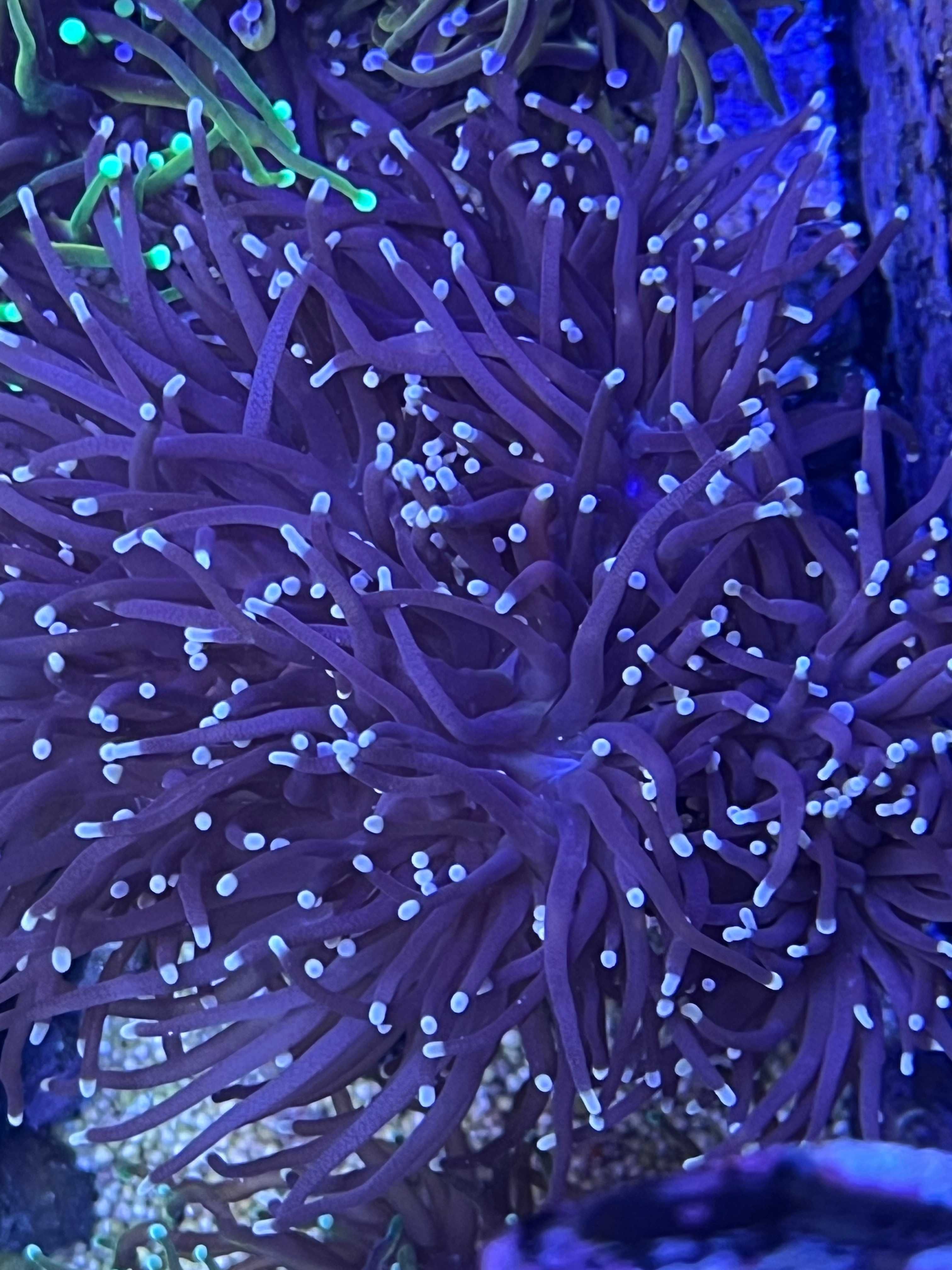 euphyllia glabrescens fioletowa fluo tip akwarium morskie
