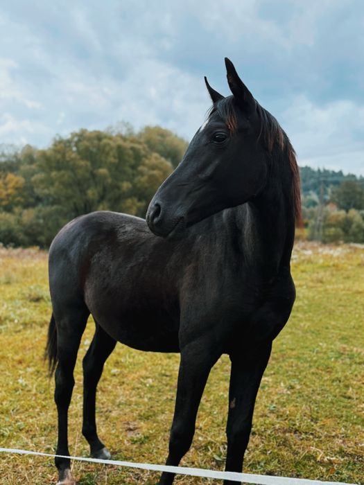 Sprzedam walacha Arabskiego