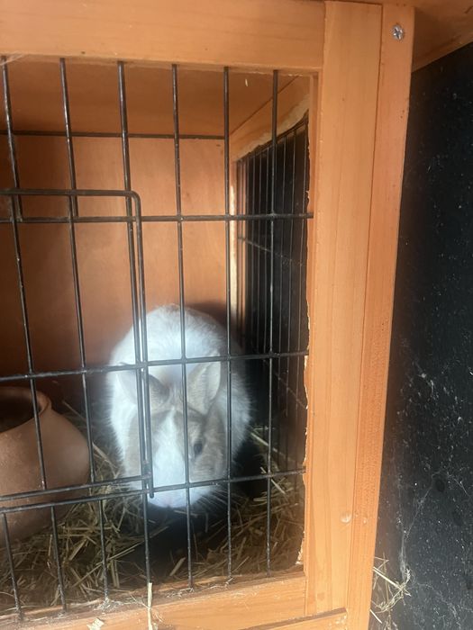 Coelhos anões (femea e macho) lindos e registados