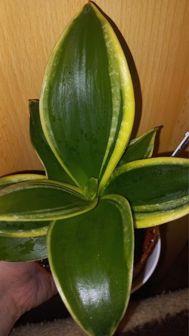 Sansevieria hahni jade marginata z maluszkiem