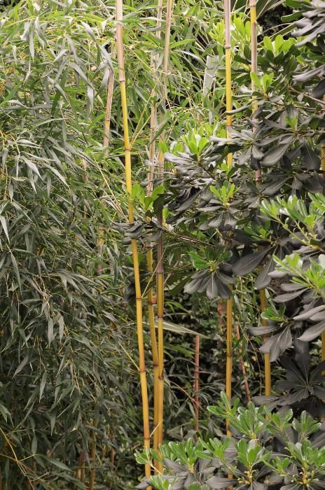 Продам бамбук для открытого грунта