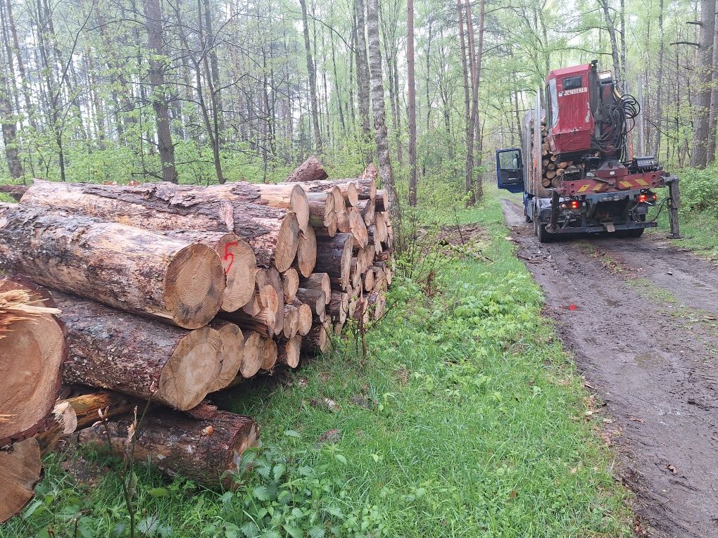 Sosna brzoza dąb grab oraz inne gatunki Piła +100km