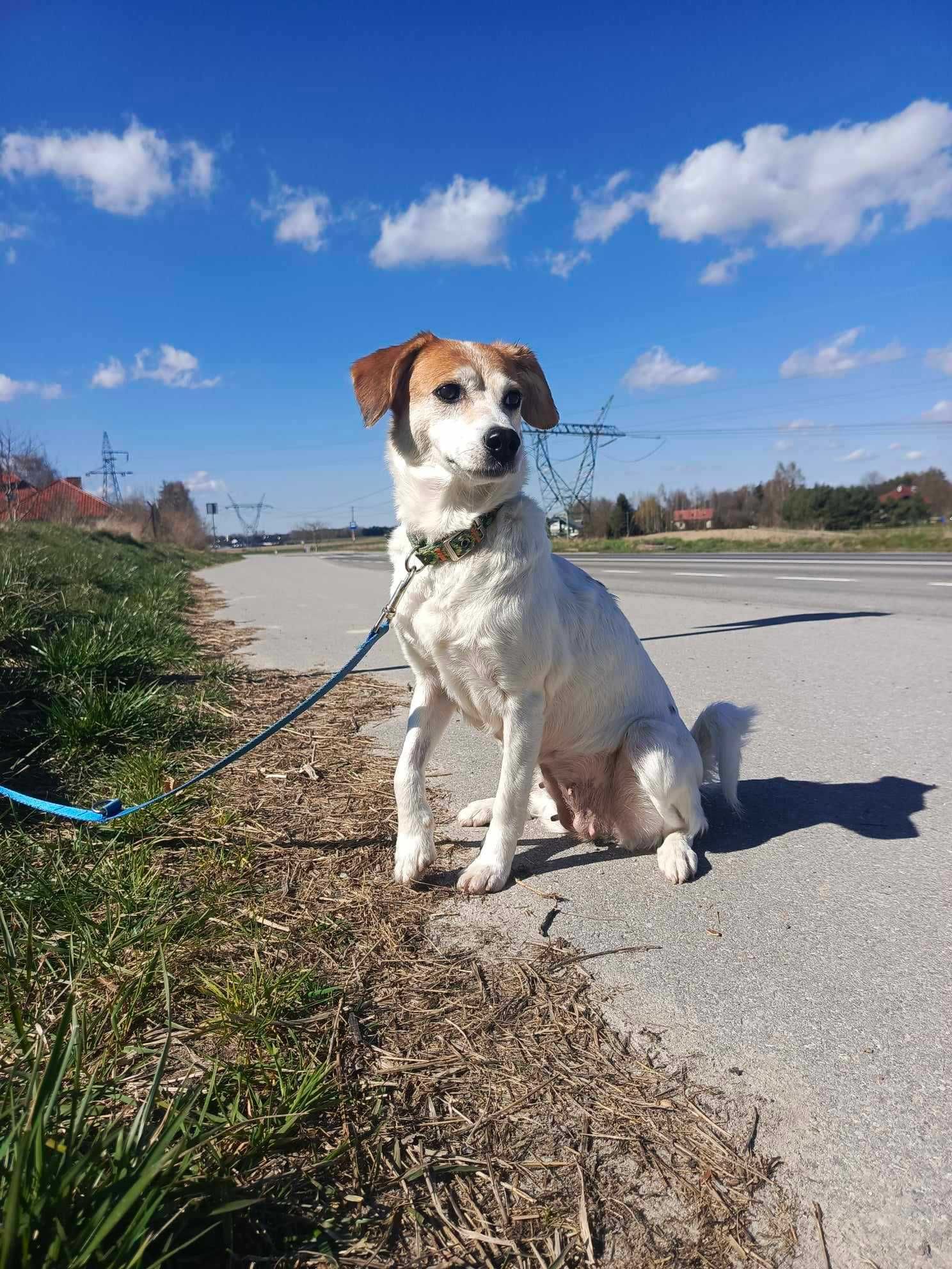 Urocza sunia do adopcji.