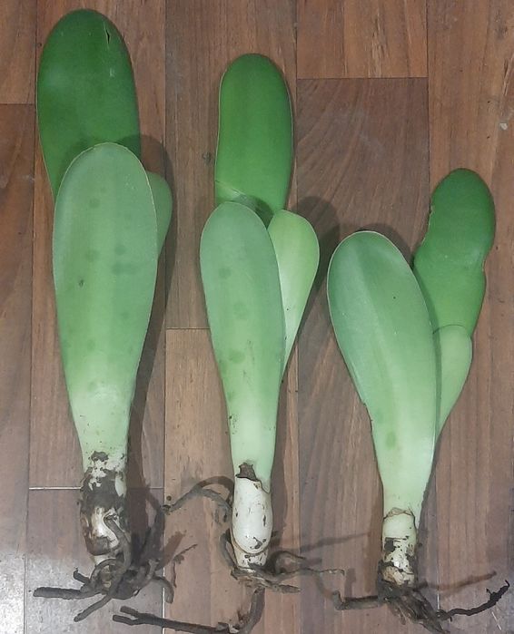 Гемантус або "оленячий язик"