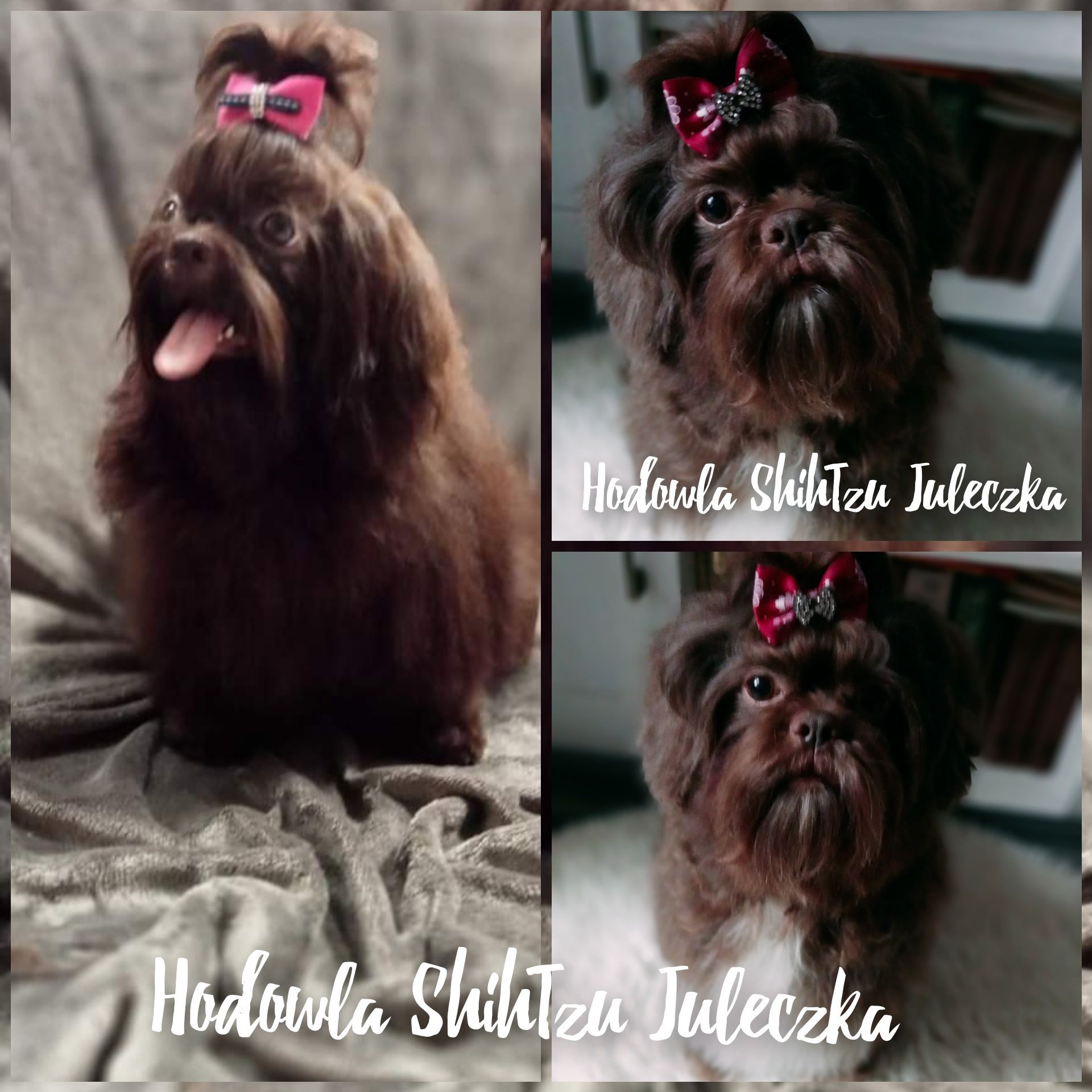 Cudowna czekoladowa sunia Shih Tzu