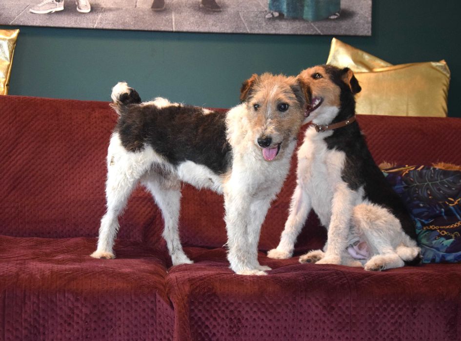 Kochany, zabrany z patologicznego miejsca piesek foxterier szuka domu