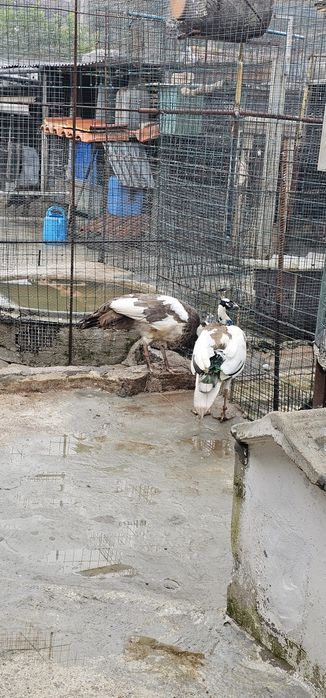 Patos \faisões /pavões