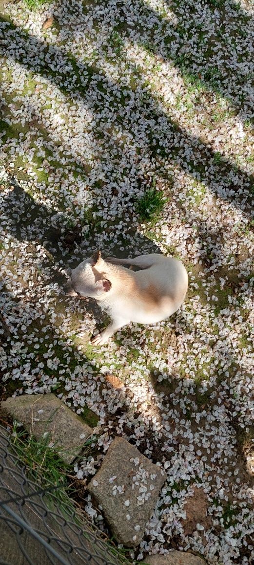 Mała suczka chihuahua
