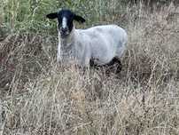 Ovelha suffolk pura
