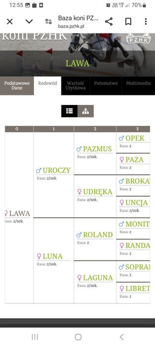 Klacz sokólska kara PKZ sok