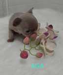 Śliczna Sunia Chihuahua