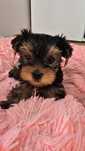 Yorkshire terrier suczka
