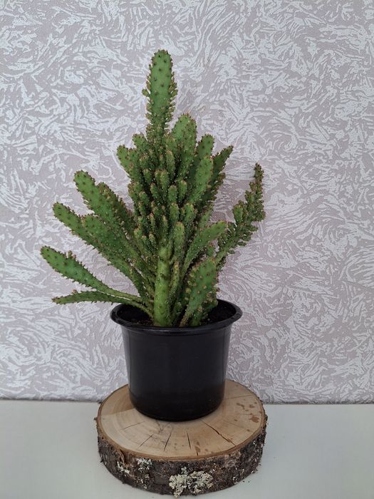 Кімнатні рослини