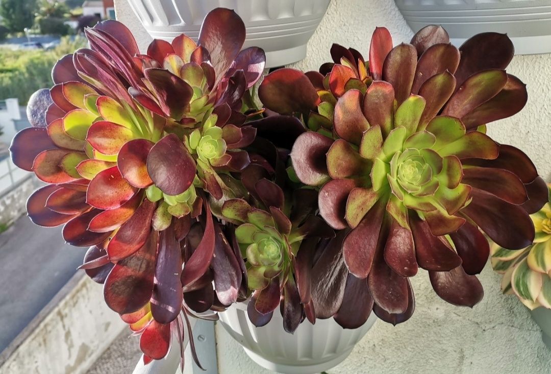 Aeonium Velour, 2 ramos sem raiz, 25-30cms