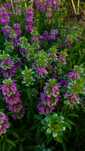 Monarda citriodora, Монарда лимонная семена, однолетник