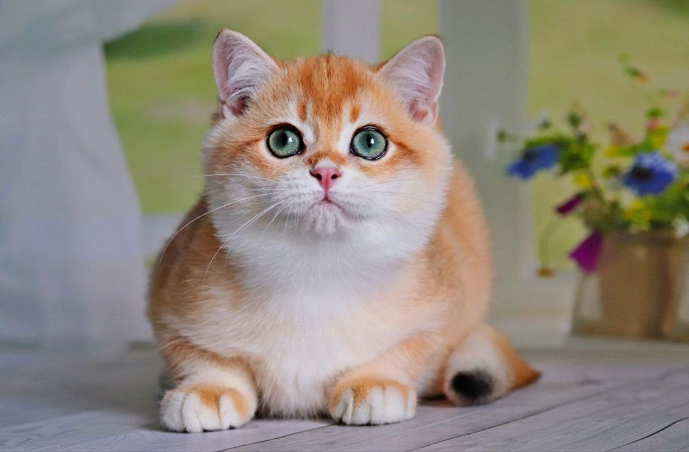 Куинси золотой джентльмен — стиль, спокойствие и шарм золотая шиншилла