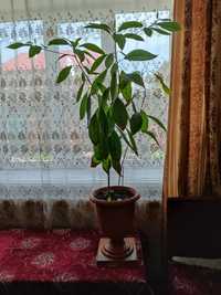 Авокадо вазоны дерево ростки косточка домашние растения