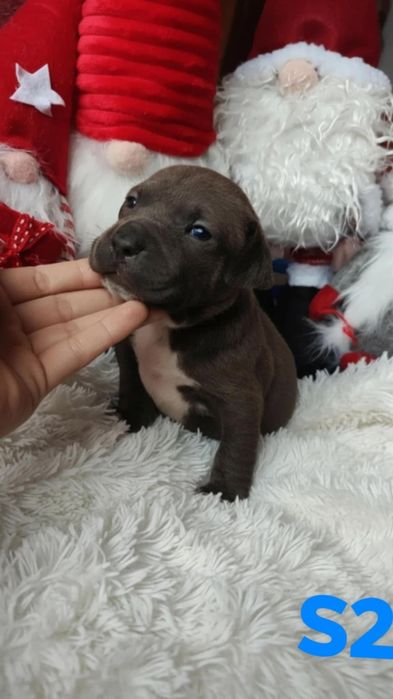 Amstaff Szczeniak Rezerwacja