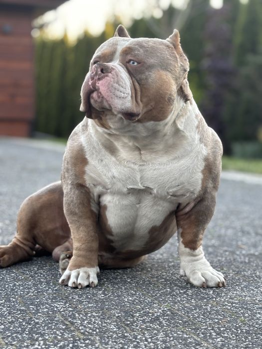 American bully psy samce nie amstaff pitbull