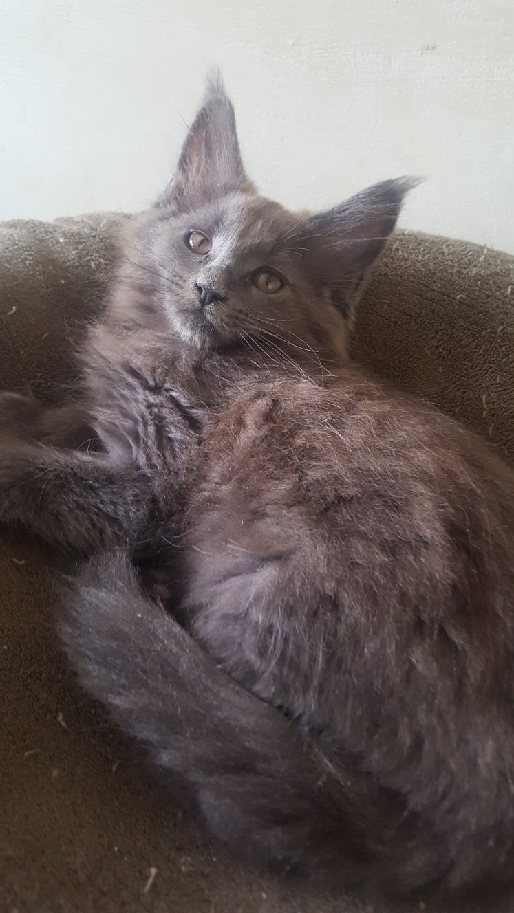 Koteczka Maine Coon WCF