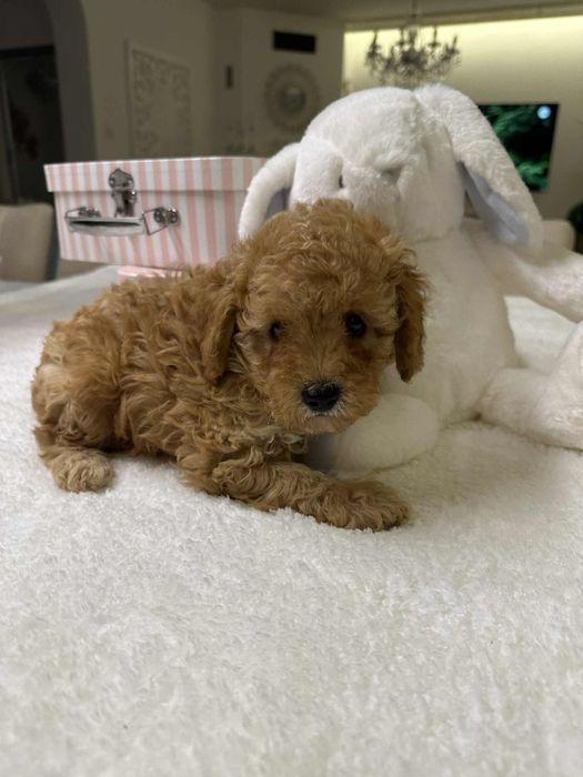 Przesliczny chlopiec Pudel miniatura płowy