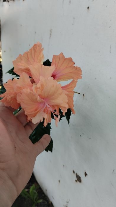 Продам гібіскус  квітне два дні.