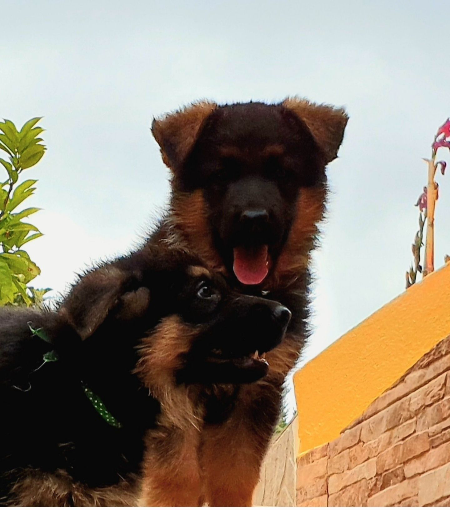 Pastor alemão com pedigre e afixo