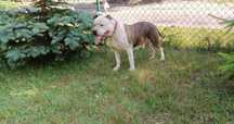Staffordshire  American Terrier