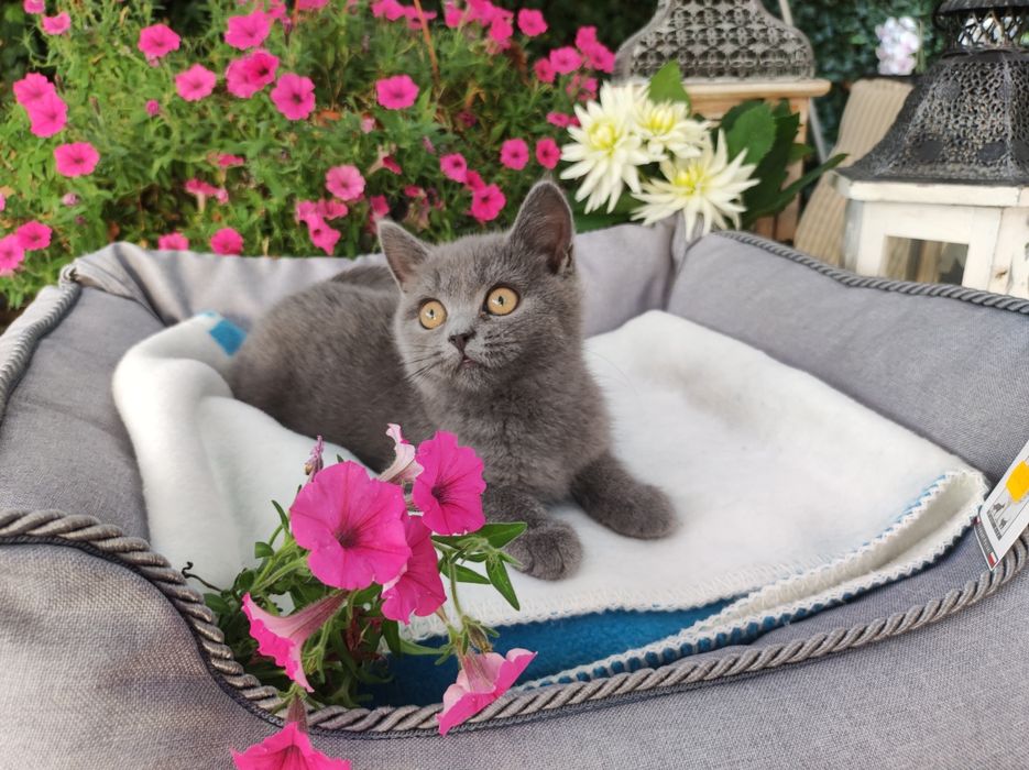 Kotka brytyjska blue