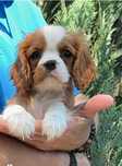 Cavalier King Charles Spaniel-Cudny chłopczyk ZKwP - Hod .DOBRY ROK